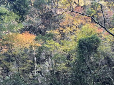 赤目四十八滝へ行き、紅葉を堪能してきました！