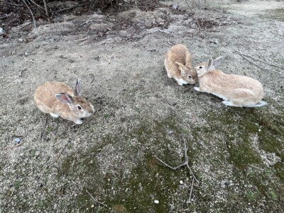 広島の大久野島へウサギを見に行き、愛媛の宇和島で鯛めしを食べた一日でした