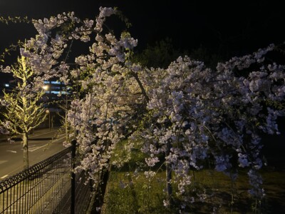 ワクチンの副反応に苦しんだり、桜を見に行った週末でした。