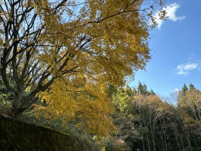 奈良の曽爾高原へススキ散策です！
