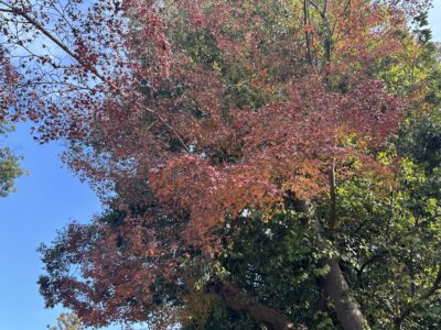 074 京都の晴明神社と伏見稲荷へ行ってきました!