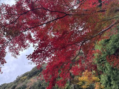 088 2日間かけて高知のカツオ、愛媛のタイ、山口のふぐを巡ってきました!