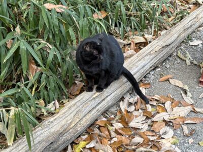 140 京都の晴明神社と伏見稲荷へ行ってきました!
