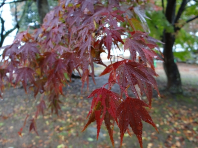 彦根まで紅葉を見に行ってきました