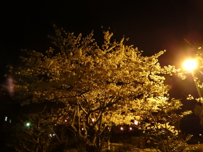 朝落雷の後、公園の夜桜見学