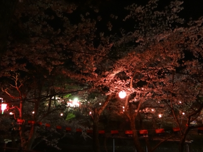 朝落雷の後、公園の夜桜見学