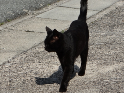 またまた家の黒猫と散歩した一日でした