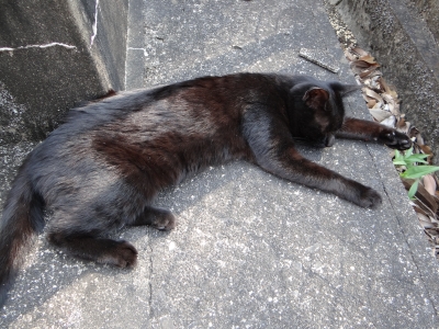 またまた家の黒猫と散歩した一日でした