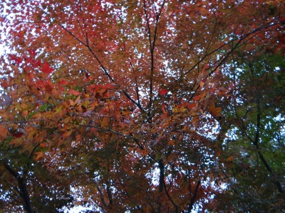 御在所岳へ日帰りで紅葉を見に行って来ました！