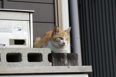 親戚の田んぼの手伝いへ行ってきました