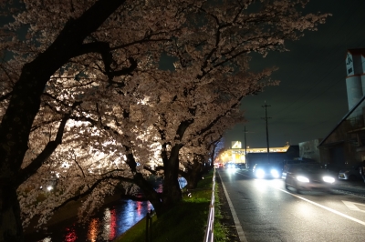 愛知県は五条川へ行って夜桜を見に行ってきました