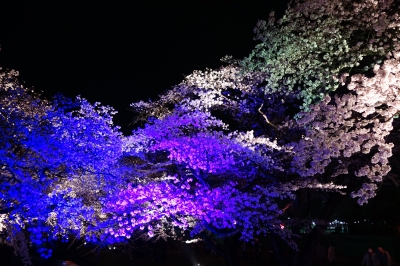 愛知県は五条川へ行って夜桜を見に行ってきました