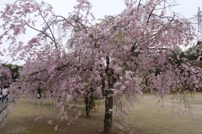 藤が丘食堂へ行った後は愛知県の幸田へしだれ桜を見に行きました