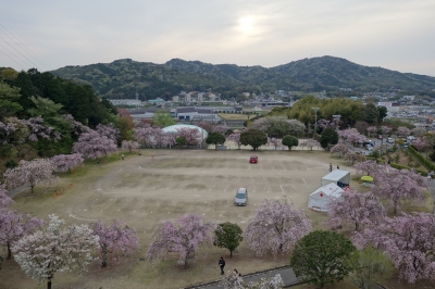 藤が丘食堂へ行った後は愛知県の幸田へしだれ桜を見に行きました