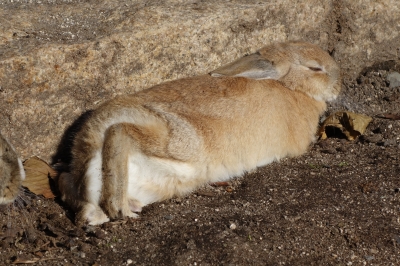 大久野島(おおくのしま)のウサギを見る旅 2日目(福山駅～大久野島～津まで)