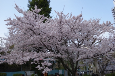 サックス教室 その156＆偕楽公園へ桜を見に行って来ました