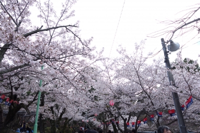 サックス教室 その156＆偕楽公園へ桜を見に行って来ました