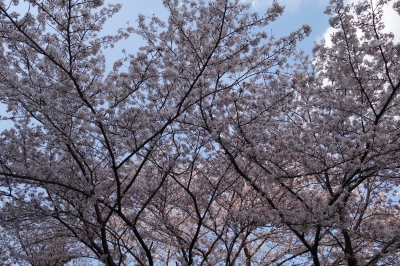 しんやのたい焼きを買いに行き、桜の散り際を見た一日でした