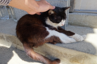 日帰りで真鍋島(岡山)の猫を見て山田家(香川)のうどんを食べた一日でした