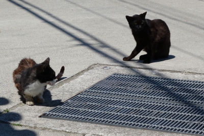 日帰りで真鍋島(岡山)の猫を見て山田家(香川)のうどんを食べた一日でした